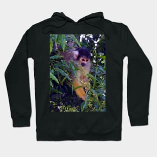 Squirrel Monkey Hoodie